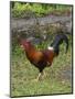 Colorful rooster roaming free on the Big Island of Hawaii-Gayle Harper-Mounted Photographic Print