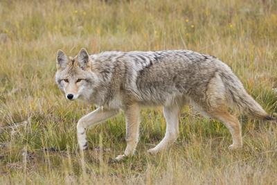 Photographic Print, , small