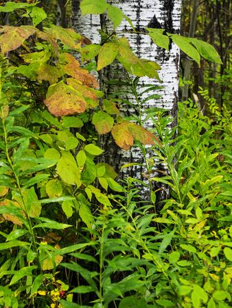 Photographic Print, , small