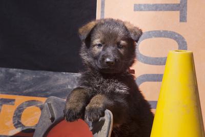 Photographic Print, , small