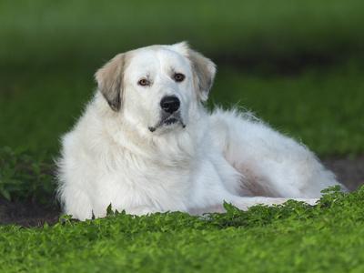 Photographic Print, , small