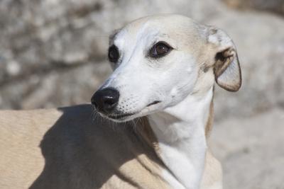 Photographic Print, , small