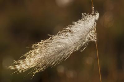 Photographic Print, , small