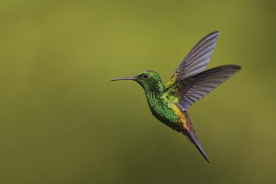 Photographic Print, , small
