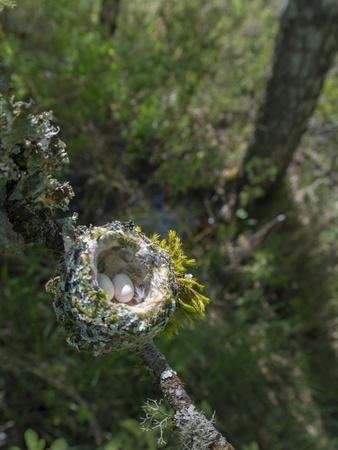 Photographic Print, , small