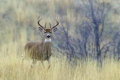 Photographic Print, , small