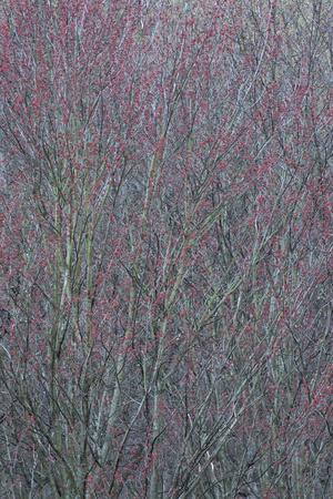 Photographic Print, , small