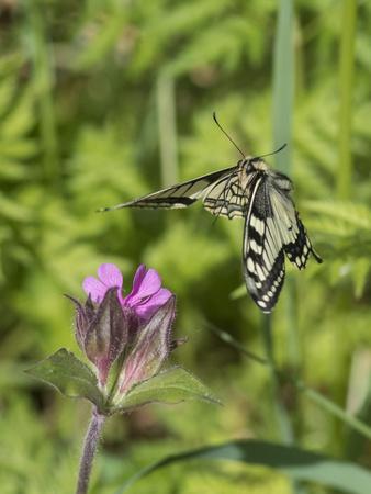 Photographic Print, , small