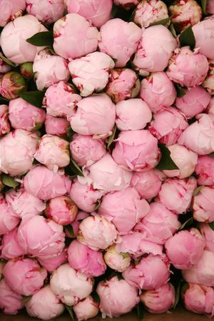 Photographic Print, , small