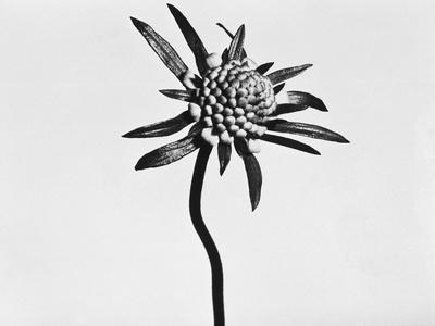 Photographic Print, , small