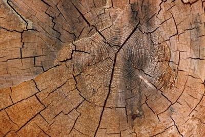 Photographic Print, , small