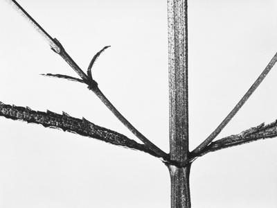 Photographic Print, , small