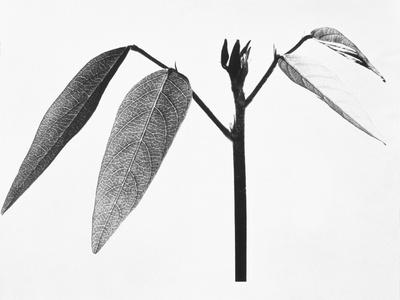 Photographic Print, , small