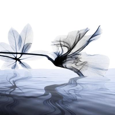 Photographic Print, , small