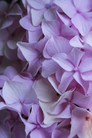 Photographic Print, , small