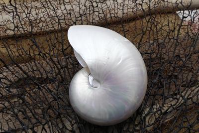 Photographic Print, , small