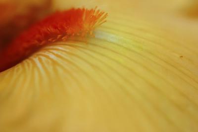 Photographic Print, , small