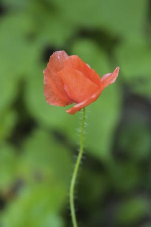 Photographic Print, , small