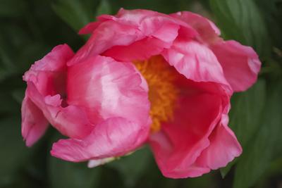 Photographic Print, , small