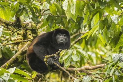 Photographic Print, , small