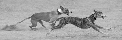 Photographic Print, , small