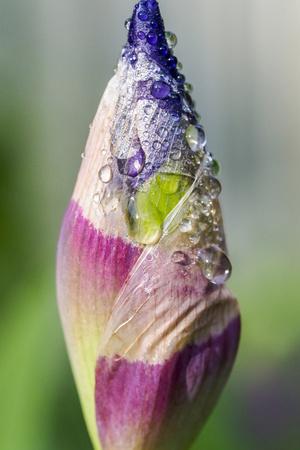 Photographic Print, , small