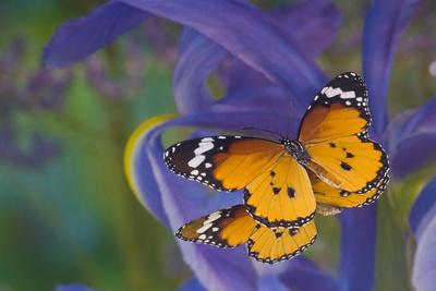 Photographic Print, , small