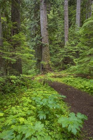 Photographic Print, , small