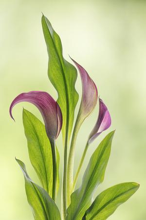 Photographic Print, , small