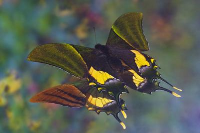 Photographic Print, , small