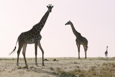 Photographic Print, , small