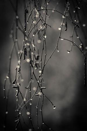 Photographic Print, , small