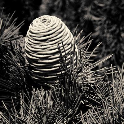 Photographic Print, , small