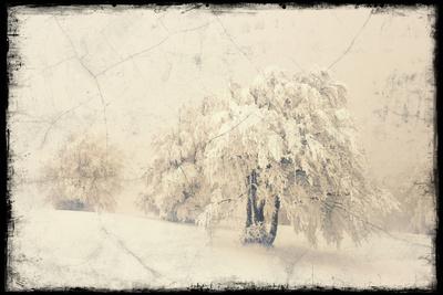 Photographic Print, , small