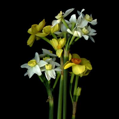 Photographic Print, , small