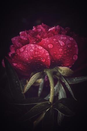 Photographic Print, , small