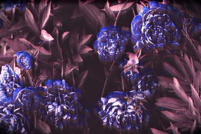 Photographic Print, , small
