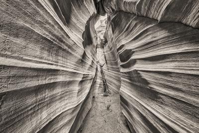 Photographic Print, , small