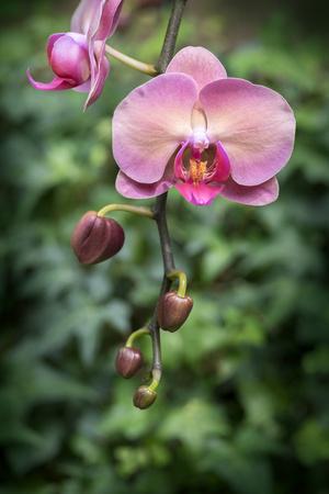 Photographic Print, , small