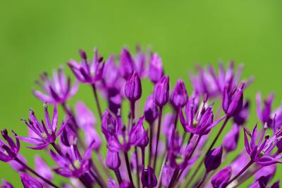 Photographic Print, , small
