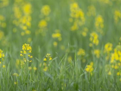 Photographic Print, , small