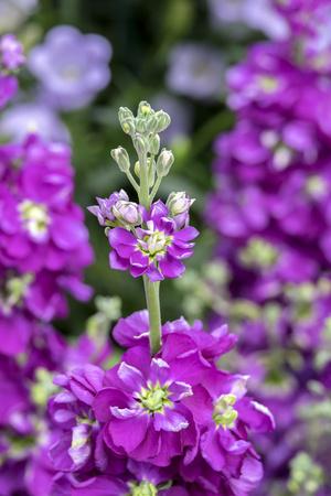 Photographic Print, , small