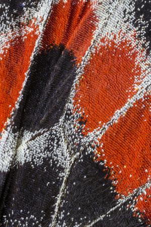 Photographic Print, , small