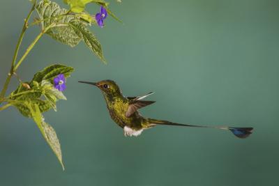 Photographic Print, , small