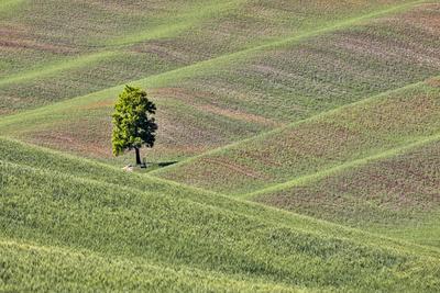 Photographic Print, , small