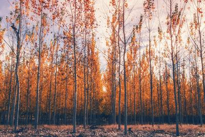 Photographic Print, , small