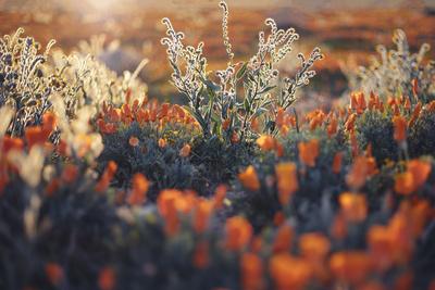 Photographic Print, , small