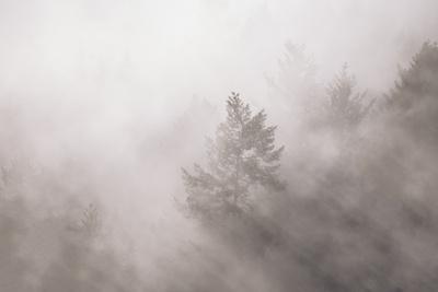 Photographic Print, , small
