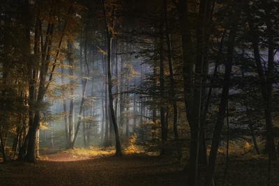 Photographic Print, , small
