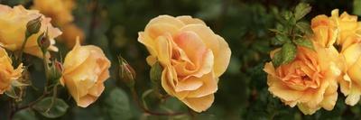 Photographic Print, , small